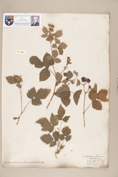 NHM_HH_43.46-2010 image NHM_HH_43.46-2010