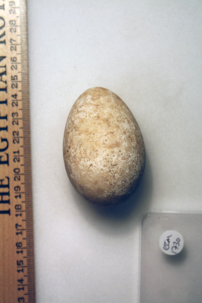 ECM.1730-2010-A image ECM.1730-2010-A