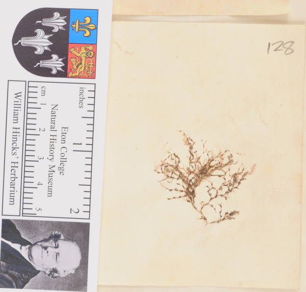 NHM_HH_1.128-2010 image NHM_HH_1.128-2010