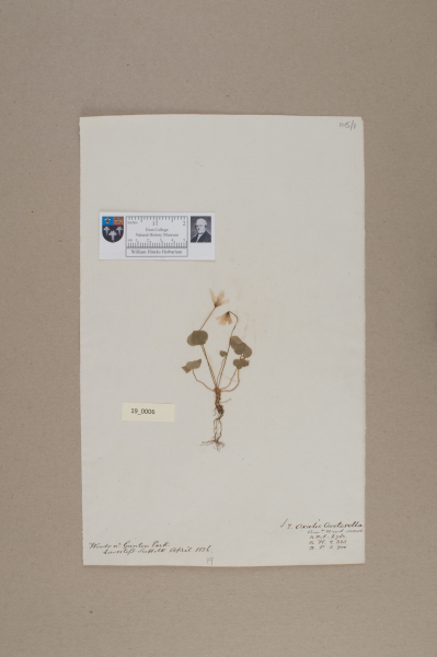 NHM_HH_19.6-2010 image NHM_HH_19.6-2010