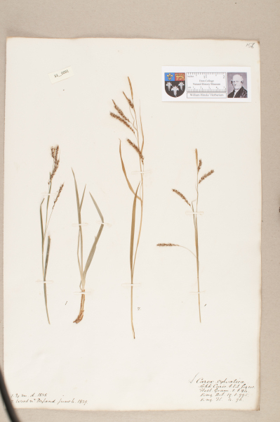 NHM_HH_33.91-2010 image NHM_HH_33.91-2010