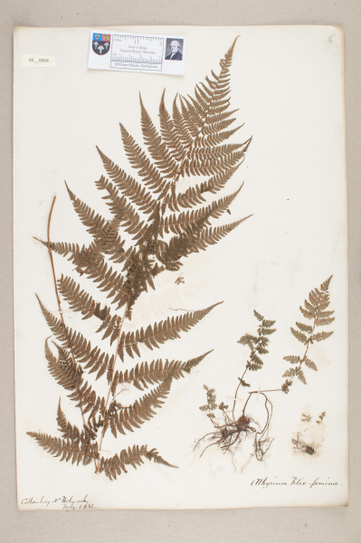 NHM_HH_5.4-2010 image NHM_HH_5.4-2010