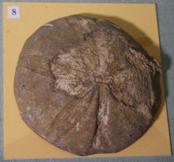 NHM.469-2017 image NHM.469-2017