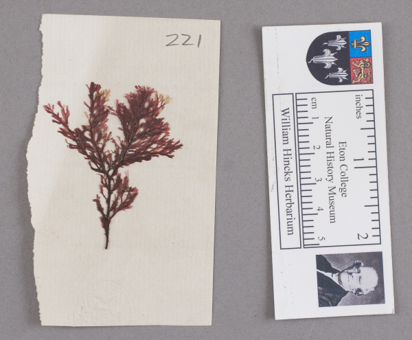 NHM_HH_1.221-2010 image NHM_HH_1.221-2010