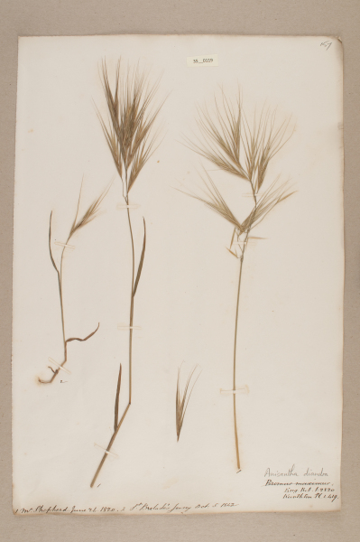 NHM_HH_35.119-2010 image NHM_HH_35.119-2010