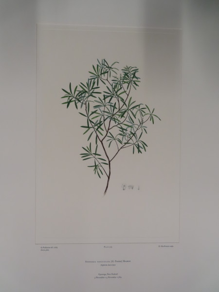 FDA-E.2916_24_14-2016 image FDA-E.2916_24_14-2016