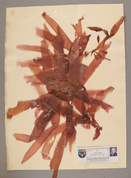 NHM_HH_1.37-2010 image NHM_HH_1.37-2010