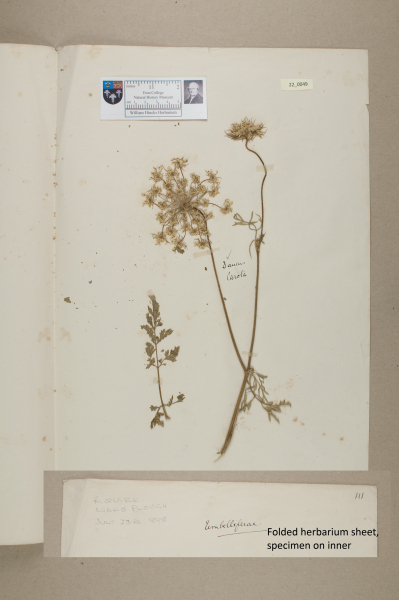 NHM_HH_22.49-2010 image NHM_HH_22.49-2010