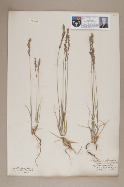 NHM_HH_36.20-2010 image NHM_HH_36.20-2010