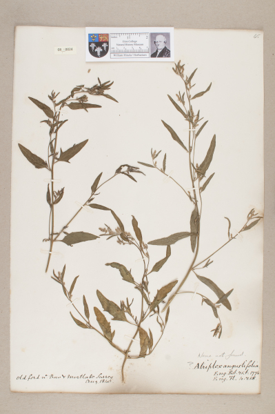 NHM_HH_8.24-2010 image NHM_HH_8.24-2010