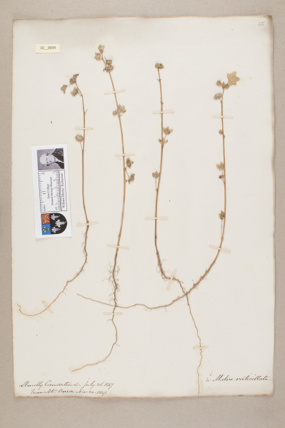 NHM_HH_10.34-2010 image NHM_HH_10.34-2010