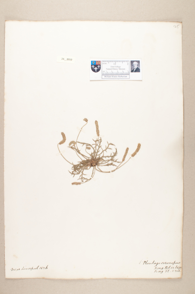 NHM_HH_24.10-2010 image NHM_HH_24.10-2010