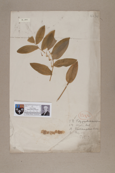 NHM_HH_38.11-2010 image NHM_HH_38.11-2010