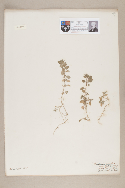 NHM_HH_9.19-2010 image NHM_HH_9.19-2010