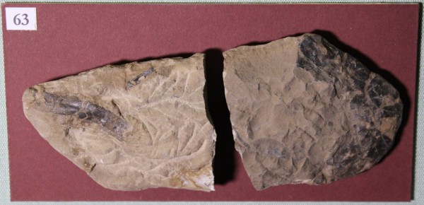 NHM.524-2017 image NHM.524-2017