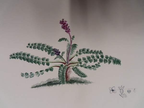 FDA-E.2916_32_14-2016-A image FDA-E.2916_32_14-2016-A