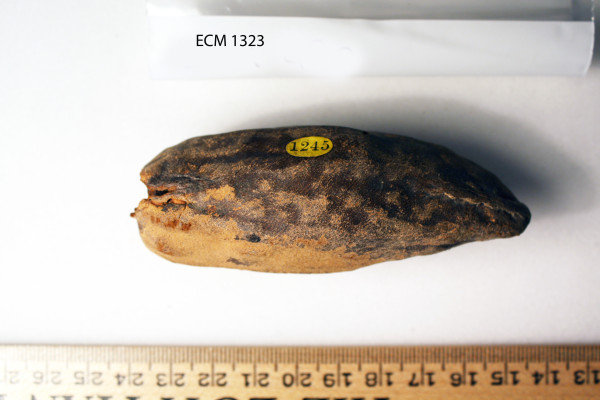 ECM.1323-2010-D image ECM.1323-2010-D