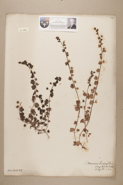 NHM_HH_25.69-2010 image NHM_HH_25.69-2010