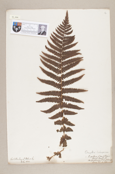 NHM_HH_4.46-2010 image NHM_HH_4.46-2010