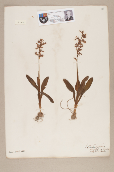 NHM_HH_40.50-2010 image NHM_HH_40.50-2010