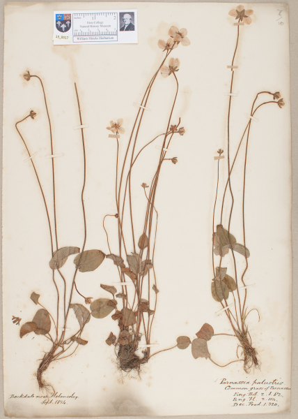 NHM_HH_13.17-2010 image NHM_HH_13.17-2010