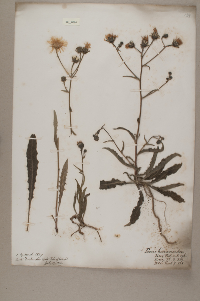 NHM_HH_28.34-2010 image NHM_HH_28.34-2010