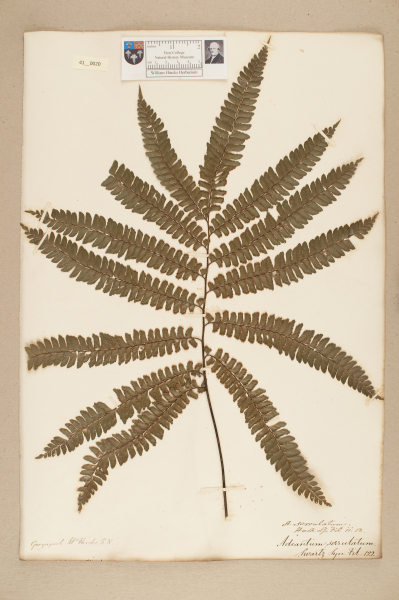 NHM_HH_41.20-2010 image NHM_HH_41.20-2010