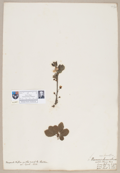 NHM_HH_14.27-2010 image NHM_HH_14.27-2010