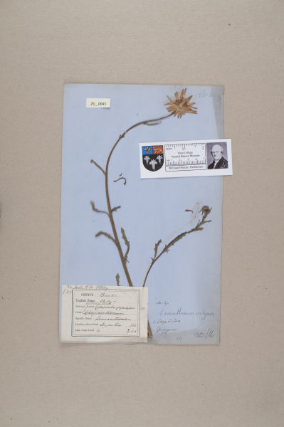 NHM_HH_29.43-2010 image NHM_HH_29.43-2010