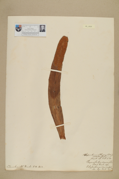 NHM_HH_42.110-2010 image NHM_HH_42.110-2010