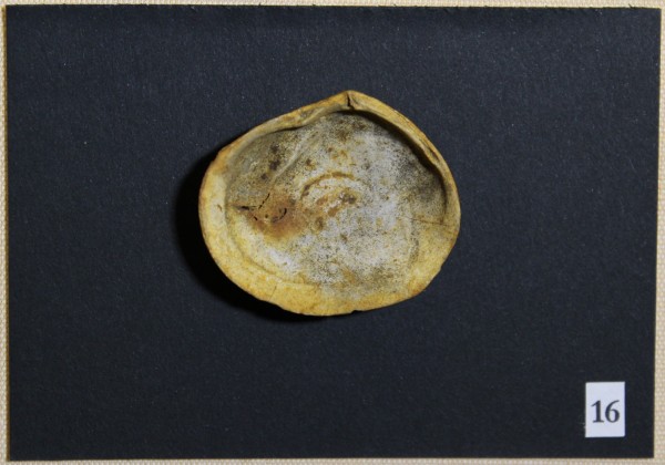 NHM-FT.16-2016 image NHM-FT.16-2016