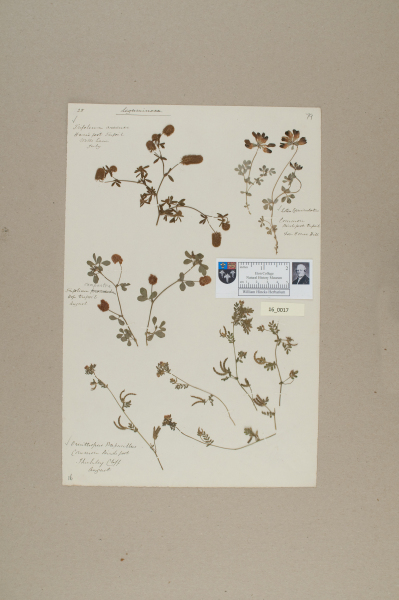 NHM_HH_16.17-2010 image NHM_HH_16.17-2010