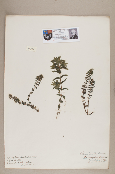 NHM_HH_30.40-2010 image NHM_HH_30.40-2010