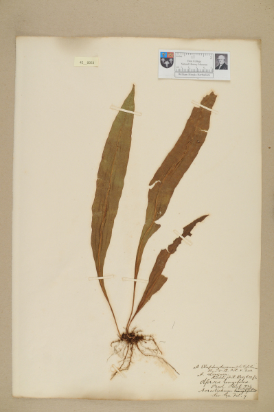 NHM_HH_42.53-2010 image NHM_HH_42.53-2010