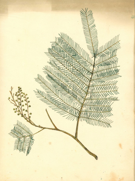 image NHM-HH.6_1-2014