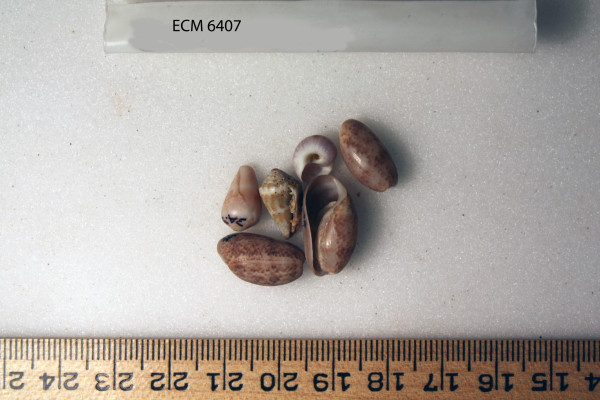 ECM.6407-2017-A image ECM.6407-2017-A