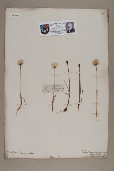 NHM_HH_32.9-2010 image NHM_HH_32.9-2010