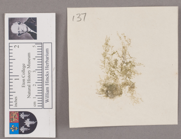 NHM_HH_1.137-2010 image NHM_HH_1.137-2010