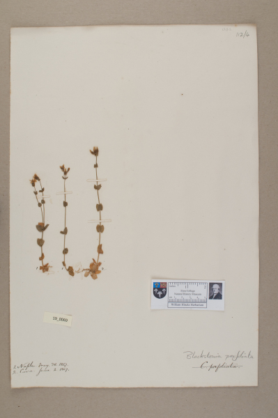 NHM_HH_19.69-2010 image NHM_HH_19.69-2010