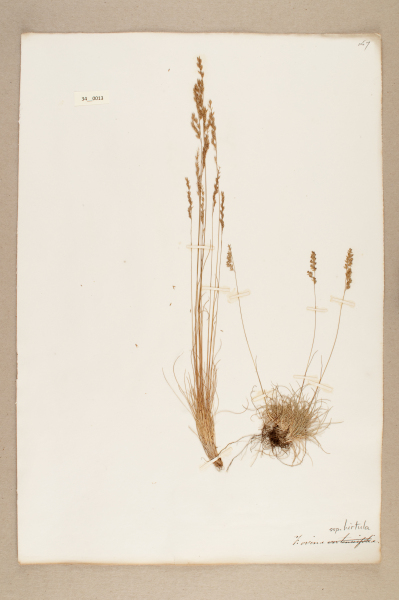 NHM_HH_34.13-2010 image NHM_HH_34.13-2010