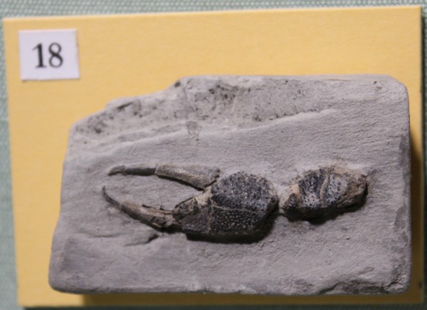 NHM.479-2017 image NHM.479-2017