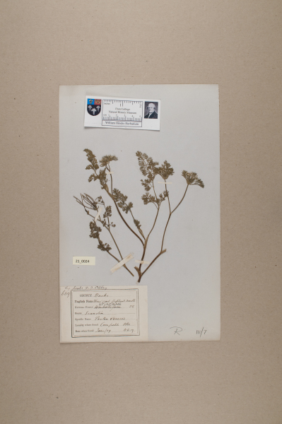 NHM_HH_21.24-2010 image NHM_HH_21.24-2010