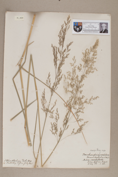 NHM_HH_35.19-2010 image NHM_HH_35.19-2010