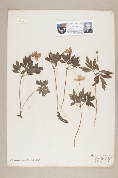 NHM_HH_7.23-2010 image NHM_HH_7.23-2010