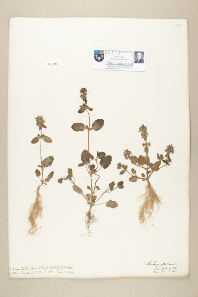 NHM_HH_23.1-2010 image NHM_HH_23.1-2010