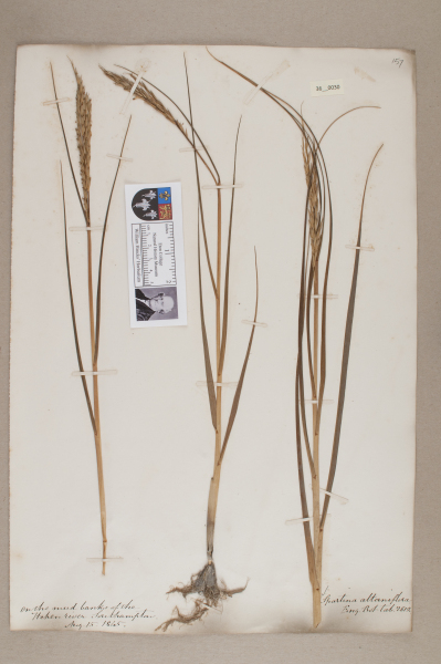 NHM_HH_36.30-2010 image NHM_HH_36.30-2010