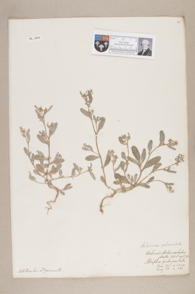 NHM_HH_8.33-2010 image NHM_HH_8.33-2010