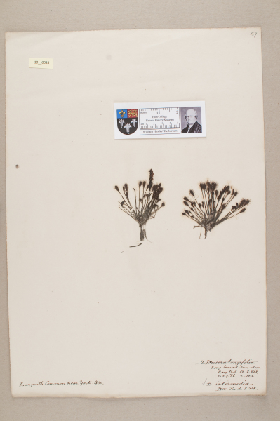 NHM_HH_10.43-2010 image NHM_HH_10.43-2010