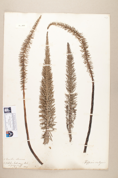 NHM_HH_24.2-2010 image NHM_HH_24.2-2010