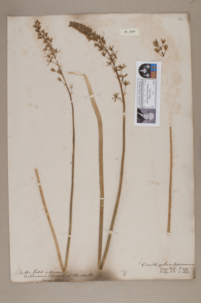 NHM_HH_38.20-2010 image NHM_HH_38.20-2010